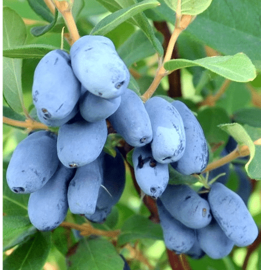 Honeyberry 'Haskap'