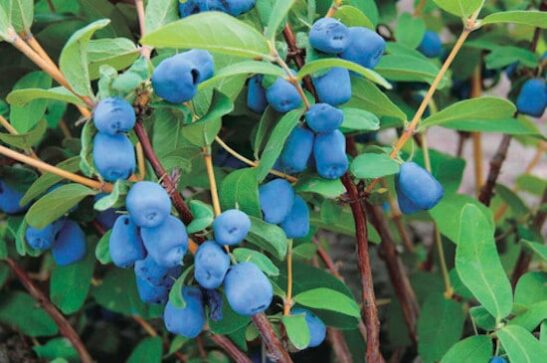 Honeyberry 'Haskap'