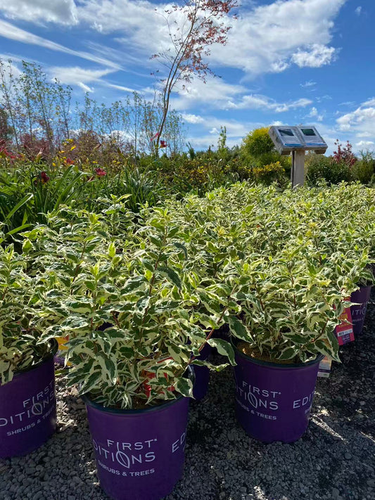 Dwarf Bush Honeysuckle 'Cool Splash'