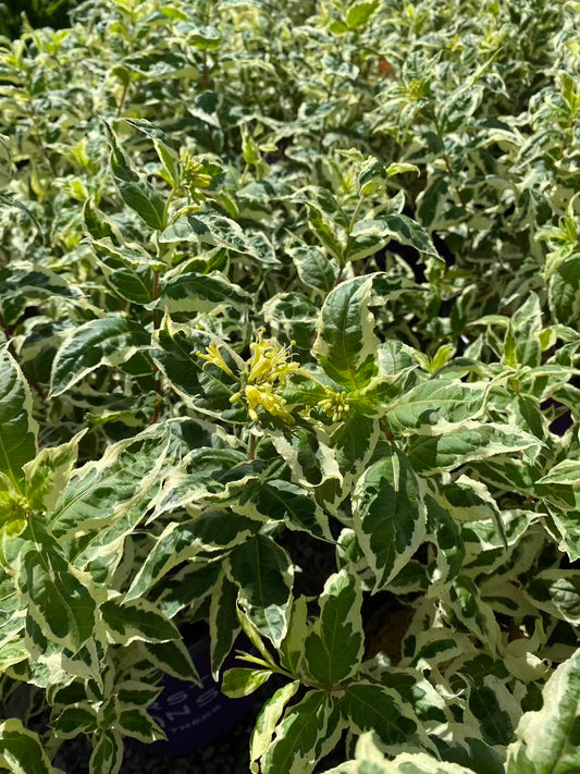 Dwarf Bush Honeysuckle 'Cool Splash'