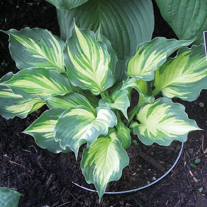 Hosta 'Lakeside Paisley Print'