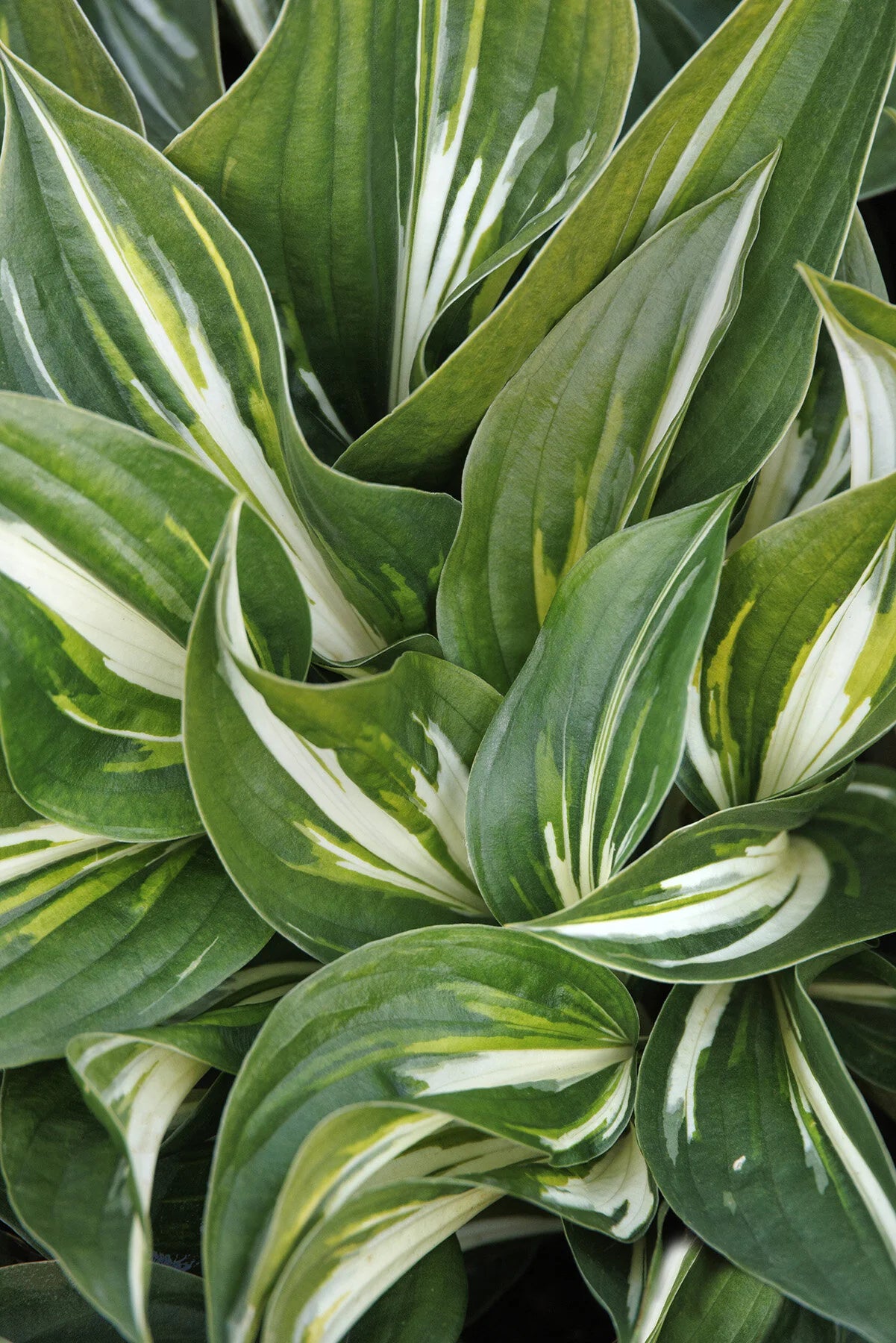 Hosta 'Lakeside Paisley Print'