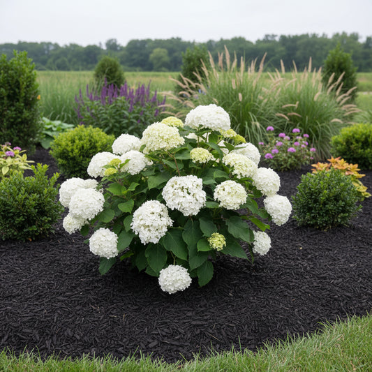 Hydrangea First Editions 'FlowerFull'