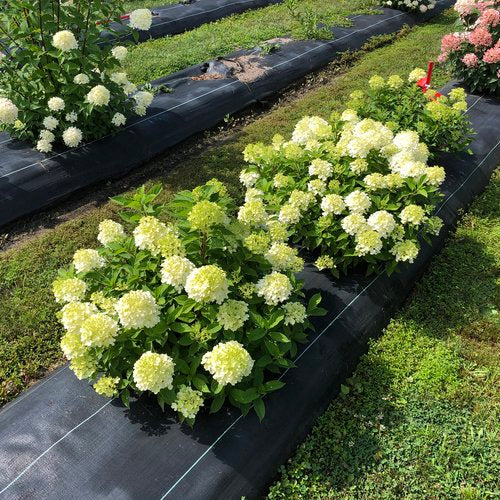 Hydrangea Paniculata Fire Light Tidbit®