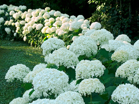 Hydrangea Arborescens 'Annabelle'