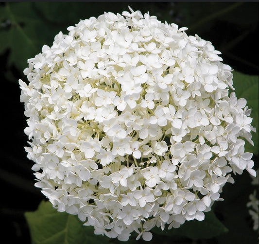 Hydrangea Arborescens 'Annabelle'