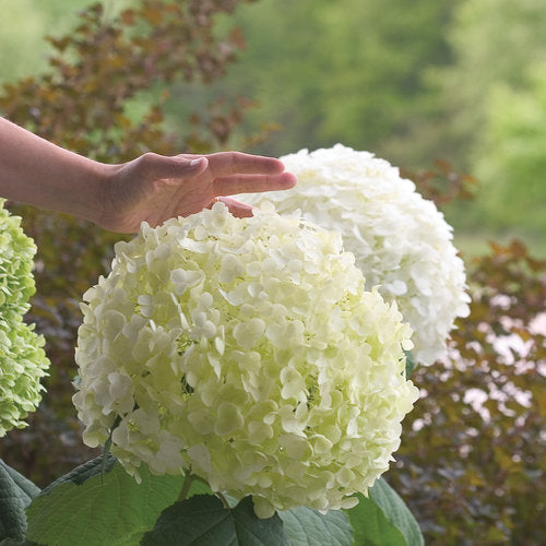 Hydrangea Arborescens Incrediball® PW
