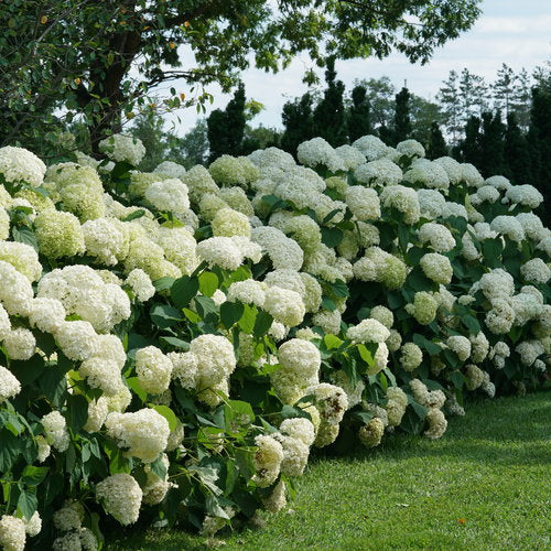 Hydrangea Arborescens Incrediball® PW