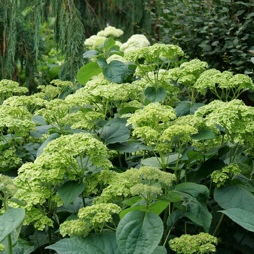 Hydrangea Arborescens Invincibelle Sublime™ PW