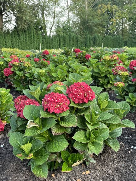 Hydrangea macrophylla Cherry-Go-Round™