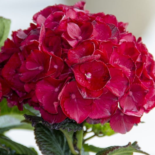 Hydrangea macrophylla Cherry-Go-Round™