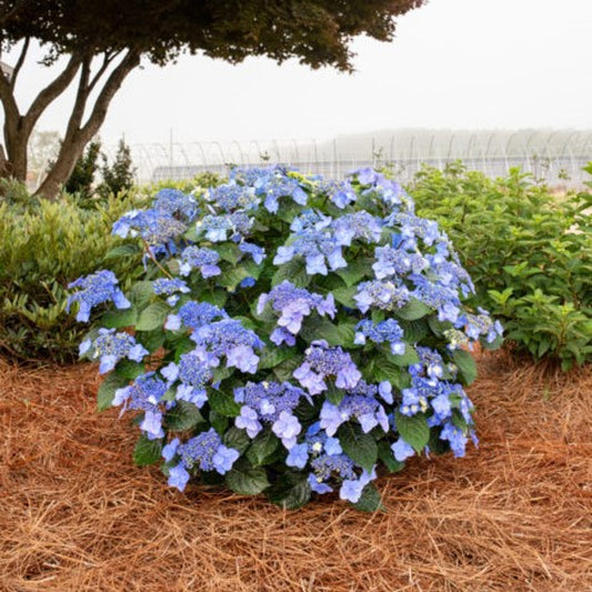 Hydrangea macrophylla Popstar