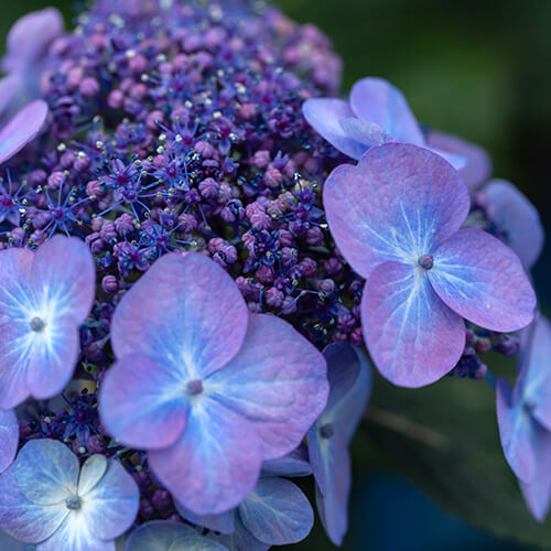 Hydrangea macrophylla Popstar