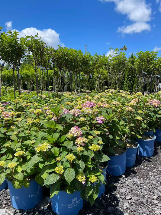 Hydrangea macrophylla Endless Summer 'BloomStruck'