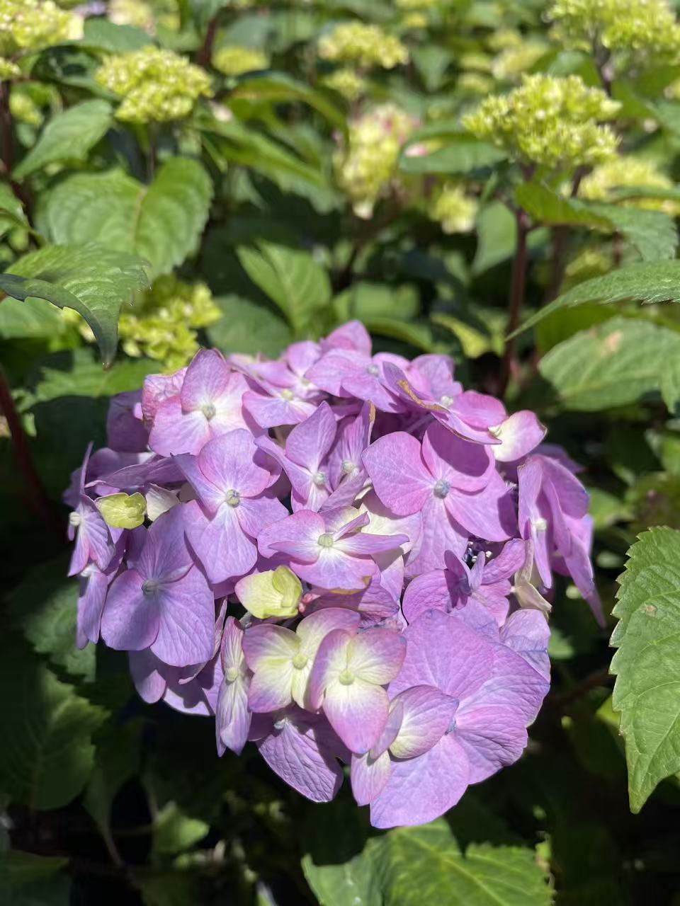 Hydrangea macrophylla Endless Summer 'BloomStruck'