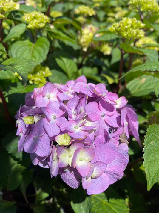 Hydrangea macrophylla Endless Summer 'BloomStruck'