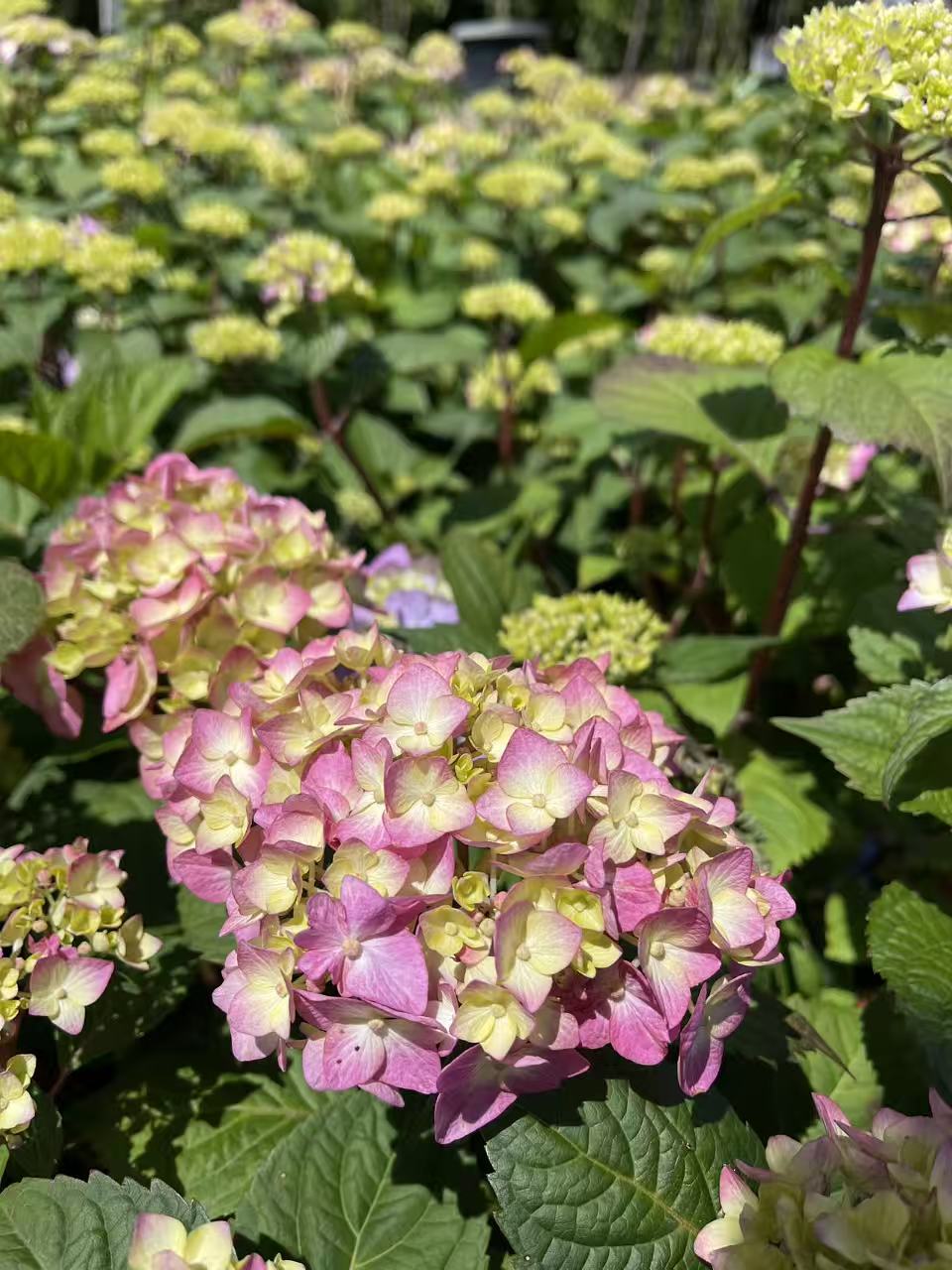 Hydrangea macrophylla Endless Summer 'BloomStruck'