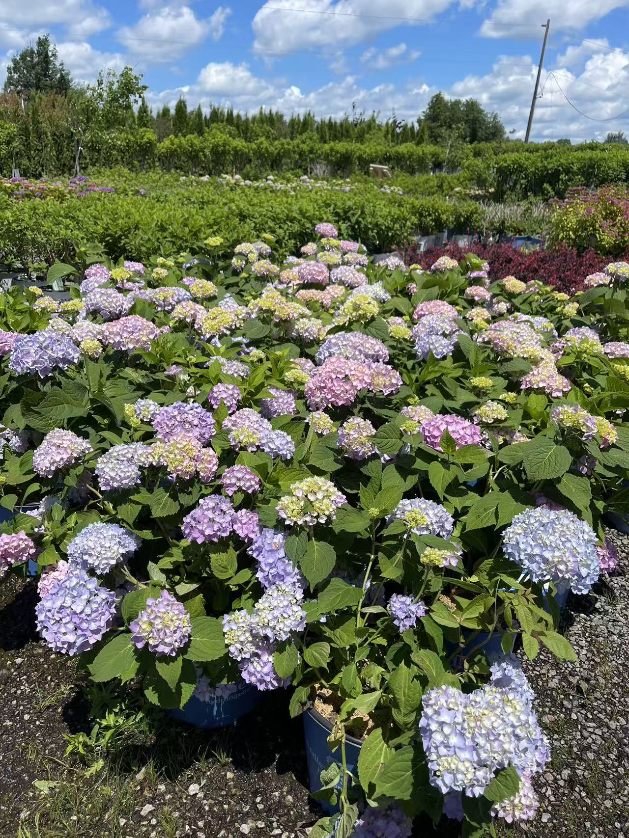 Hydrangea macrophylla Endless Summer® Original