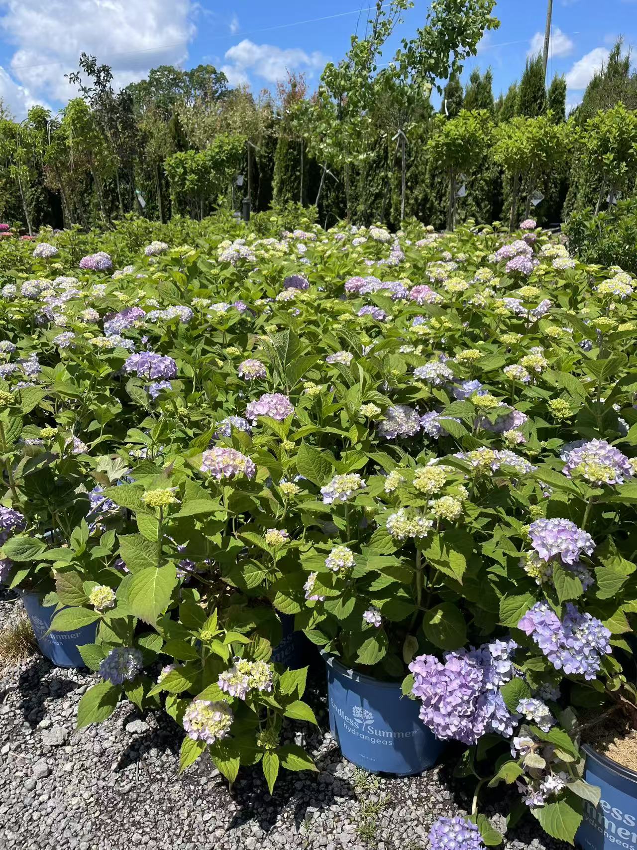 Hydrangea macrophylla Endless Summer® Original