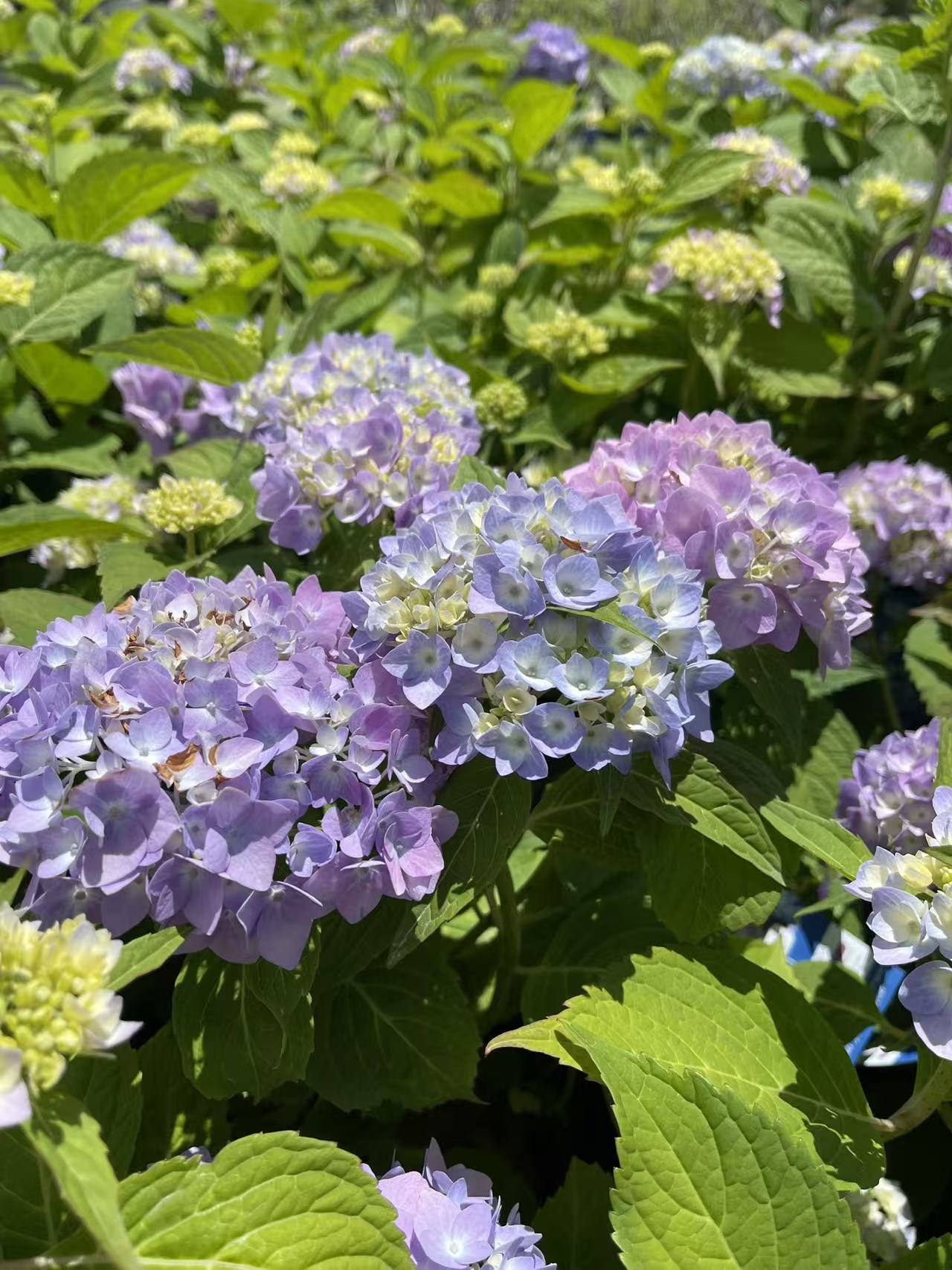 Hydrangea macrophylla Endless Summer® Original