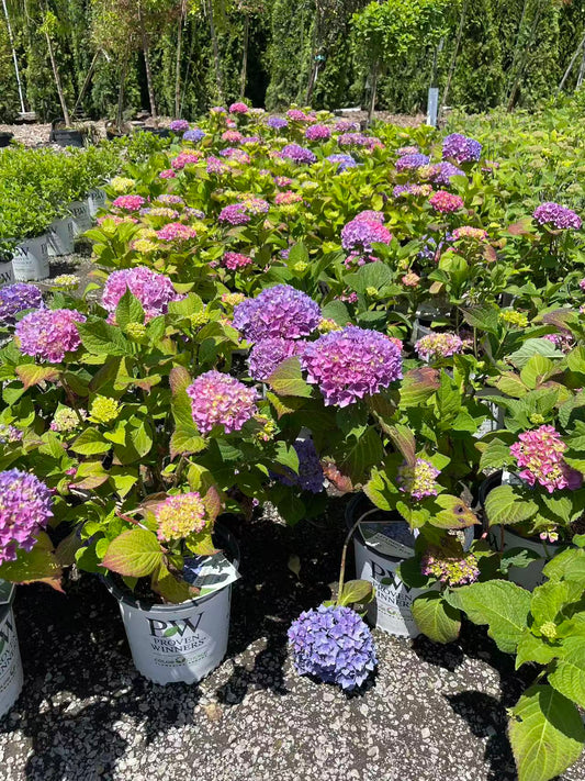 Hydrangea macrophylla Let's Dance Rhythmic Blue®