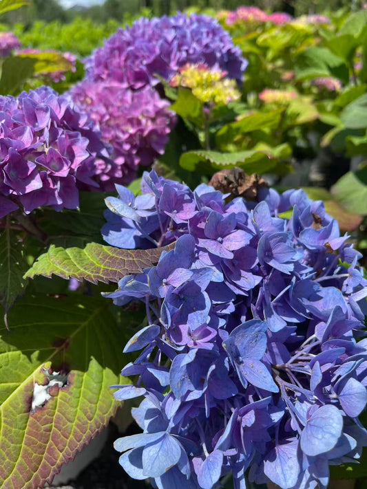 Hydrangea macrophylla Let's Dance Rhythmic Blue®