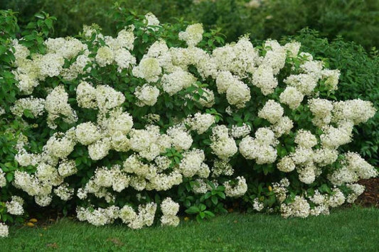 Hydrangea paniculata Bobo