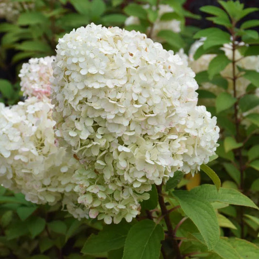 Hydrangea paniculata Bobo