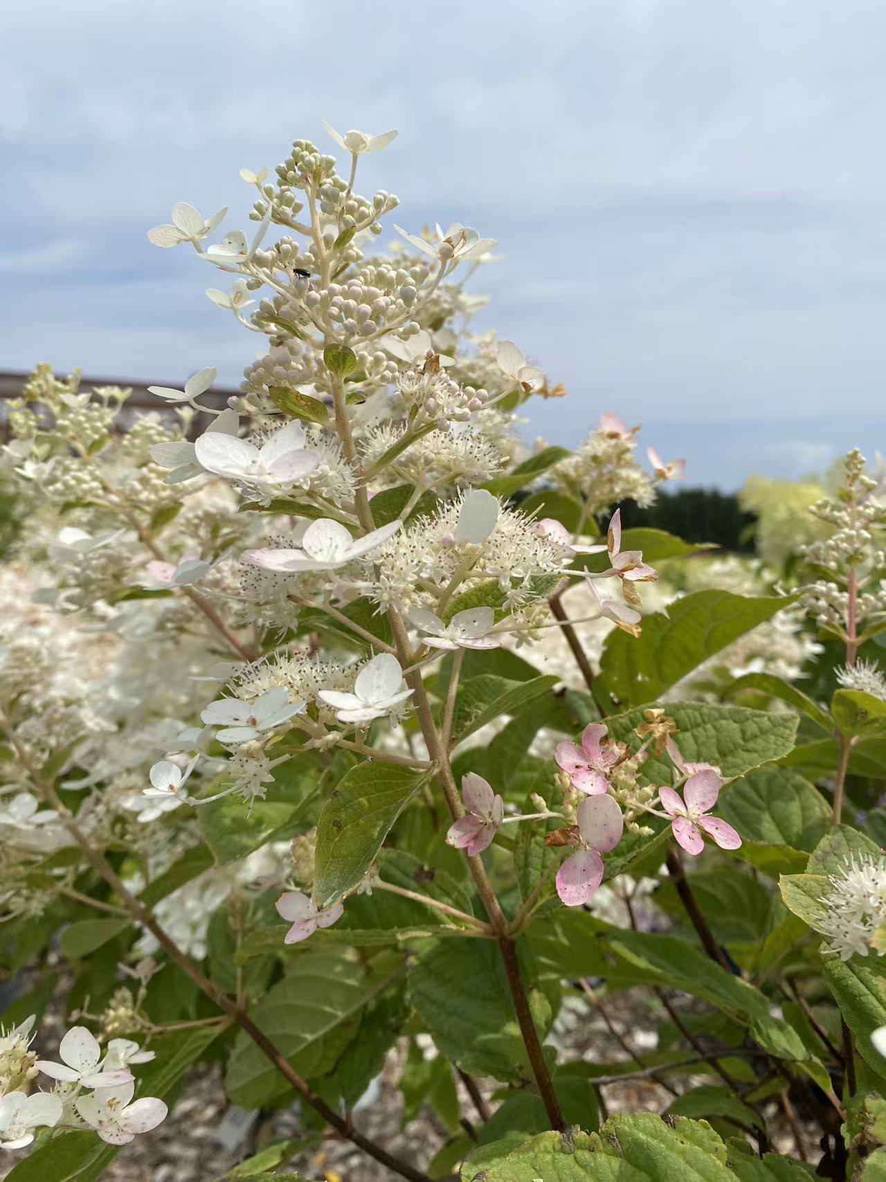 Hydrangea paniculata 'PINK DIAMOND' Std
