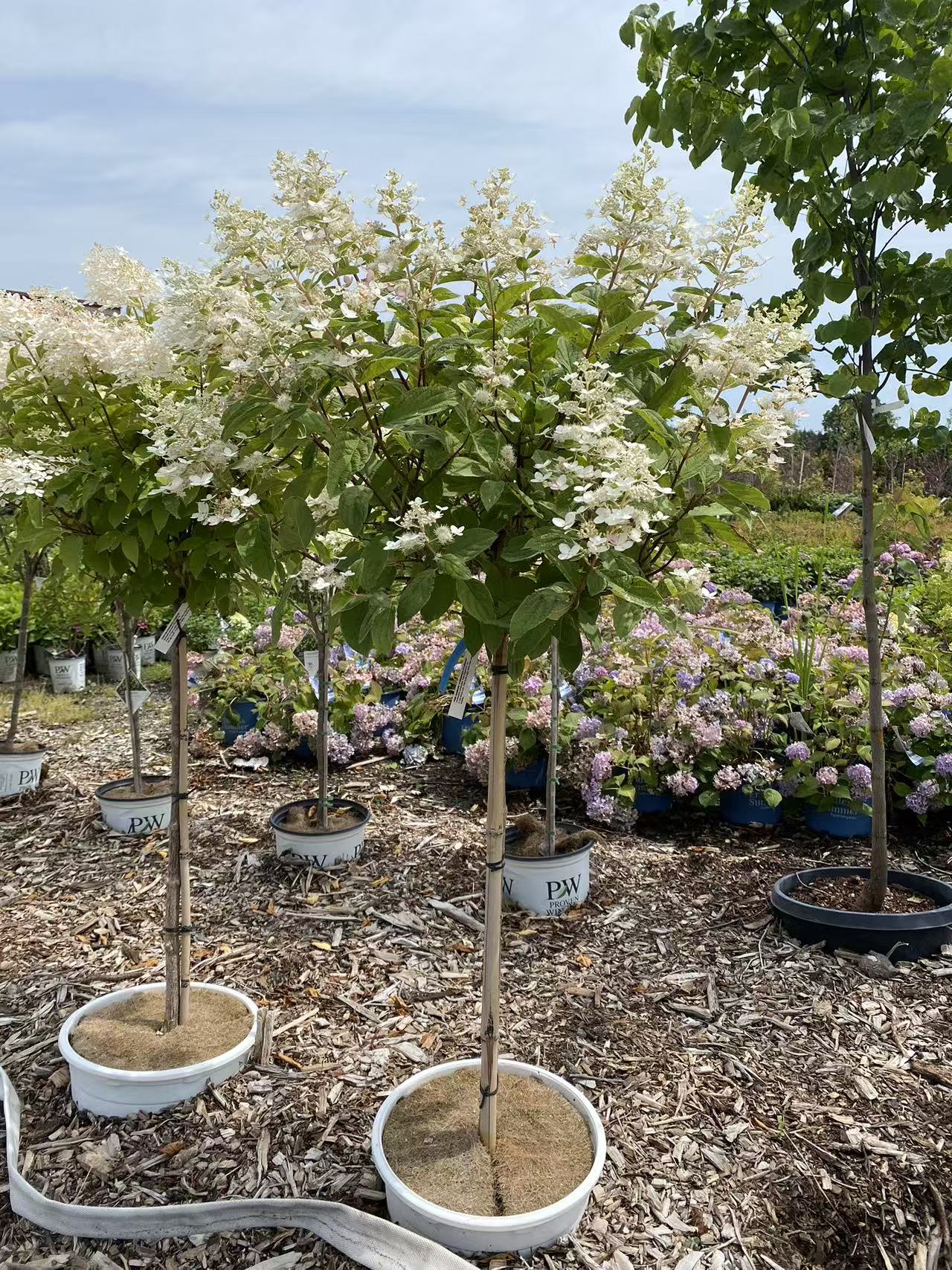 Hydrangea paniculata 'PINK DIAMOND' Std