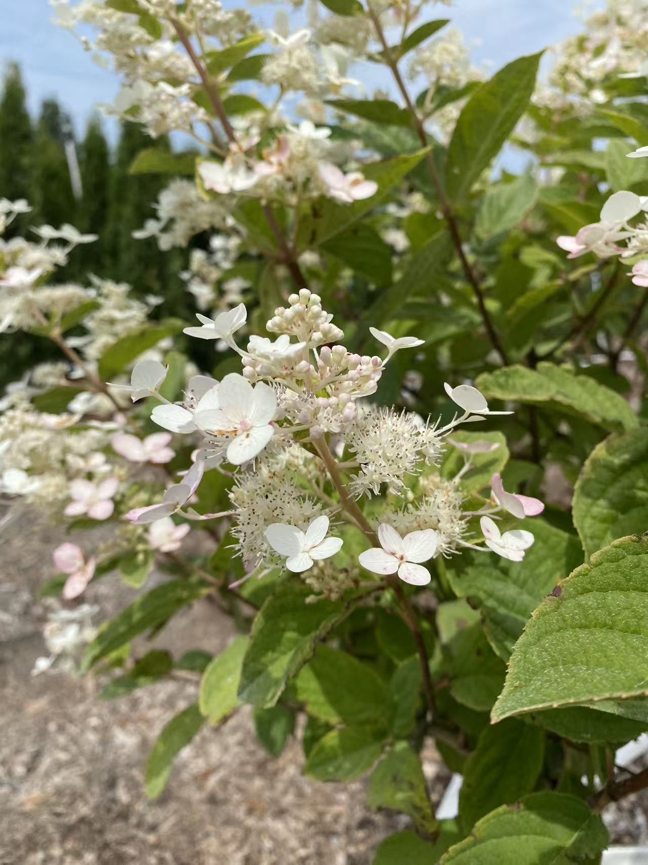 Hydrangea paniculata 'PINK DIAMOND' Std