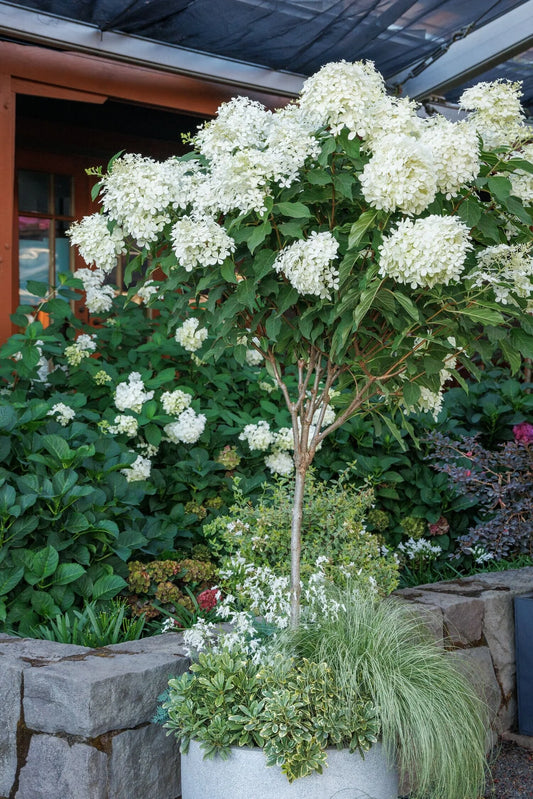 Hydrangea paniculata 'Phantom' Std