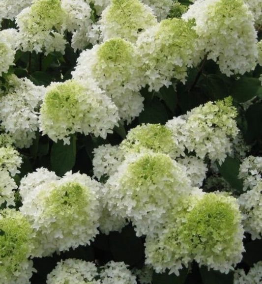 Hydrangea paniculata 'Phantom' Std
