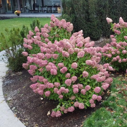 Hydrangea paniculata 'SWEET SUMMER'