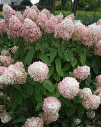 Hydrangea paniculata 'SWEET SUMMER'