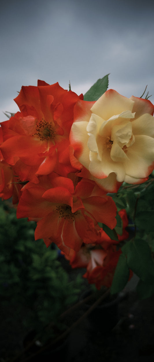 Campfire (Pink-Yell) Tree Rose