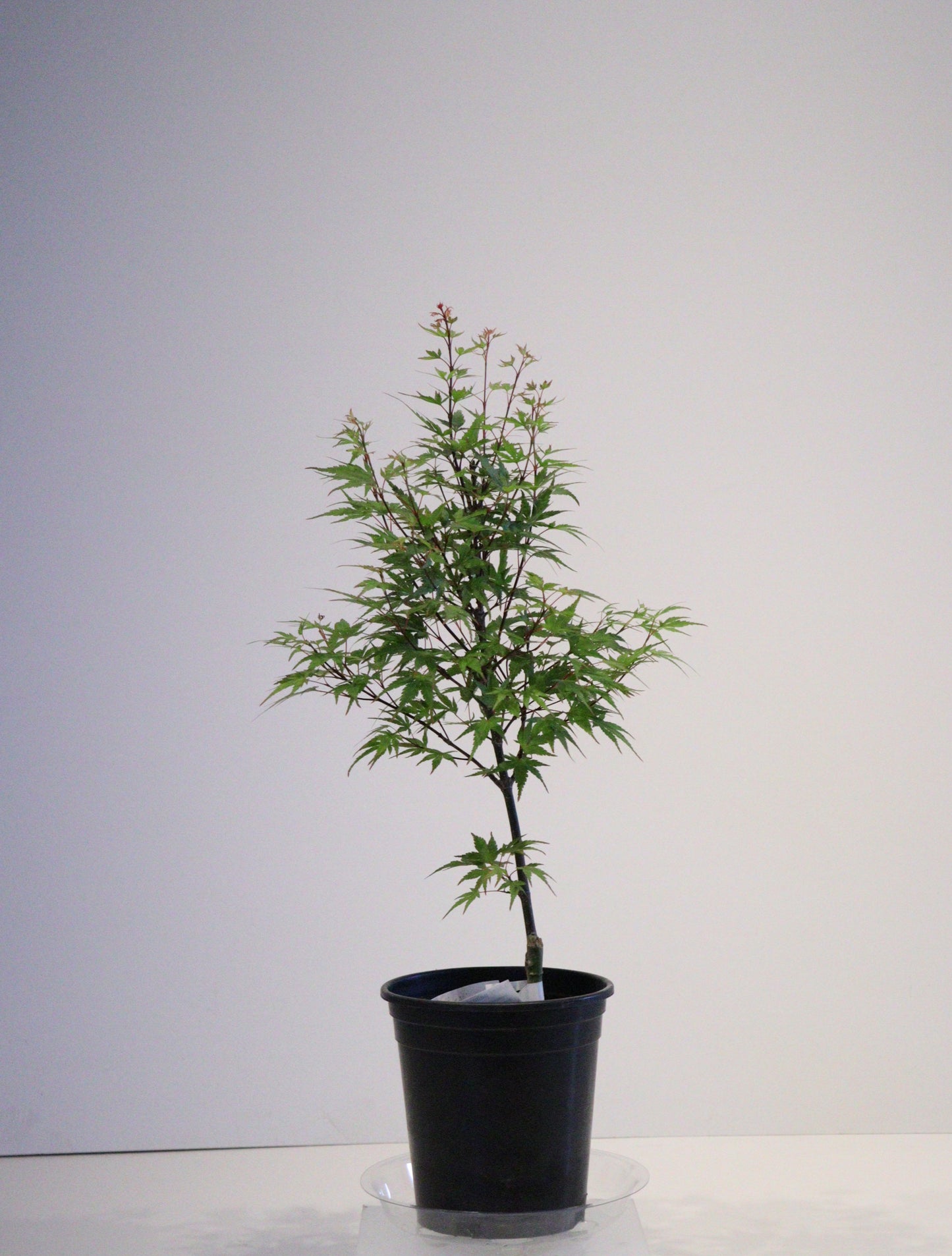 Acer palmatum Kuro hime