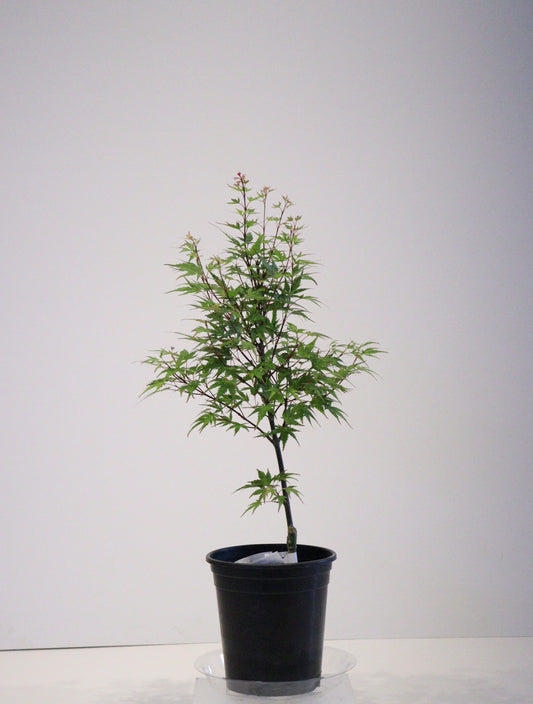 Acer palmatum Kuro hime