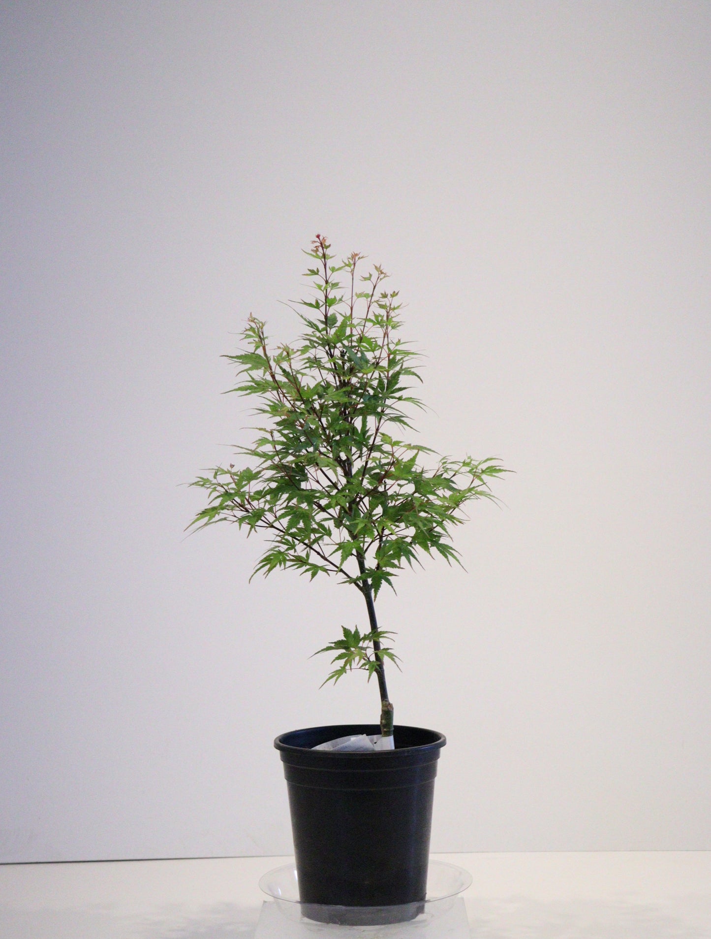 Acer palmatum Kuro hime