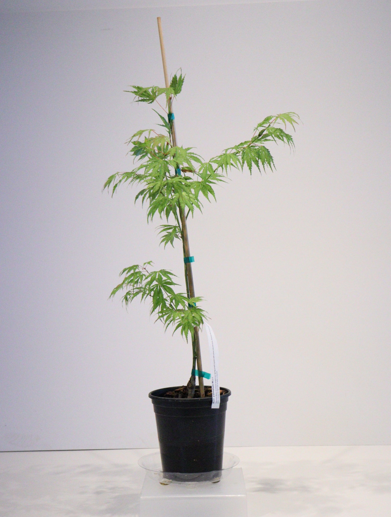 Specialty Japanese Maple – Page 2 – zforcefarm