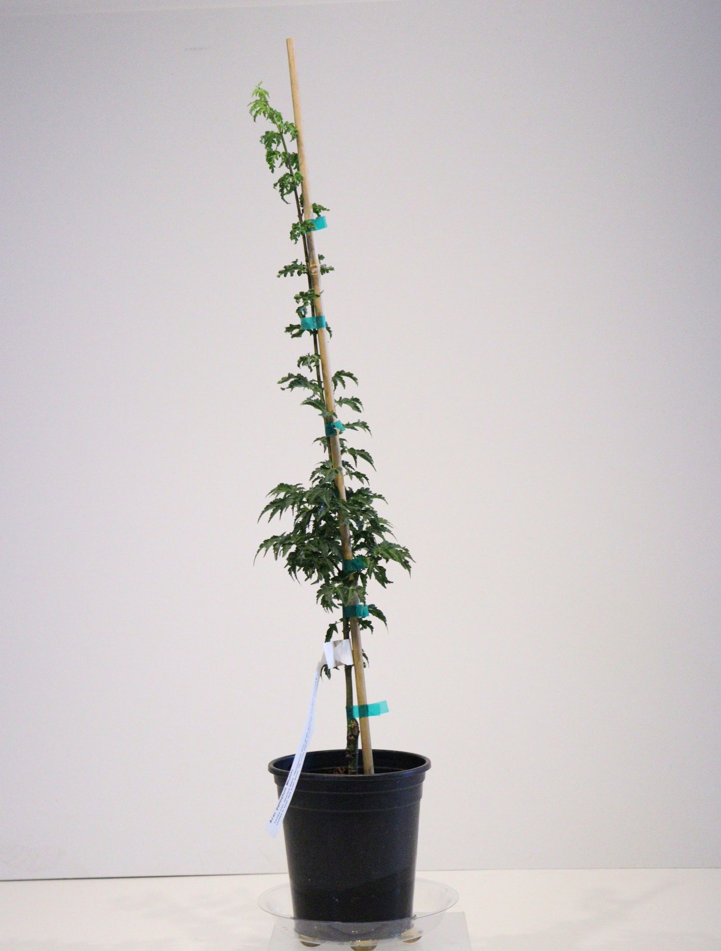 Acer palmatum Mejishi