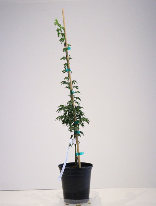 Acer palmatum Mejishi