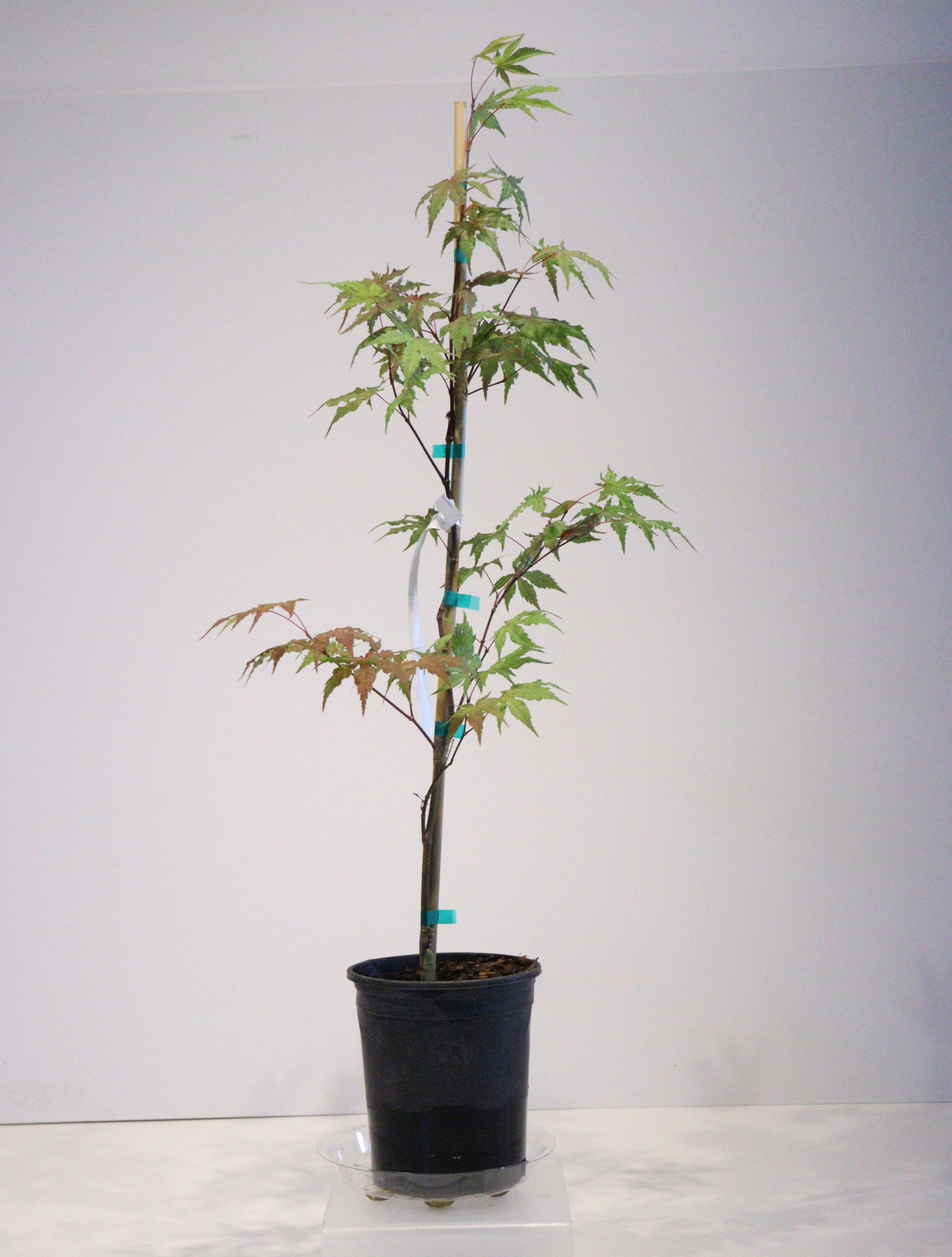 Specialty Japanese Maple – zforcefarm