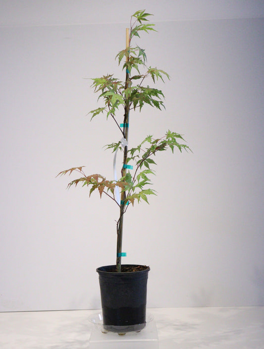 Acer palmatum Nebula