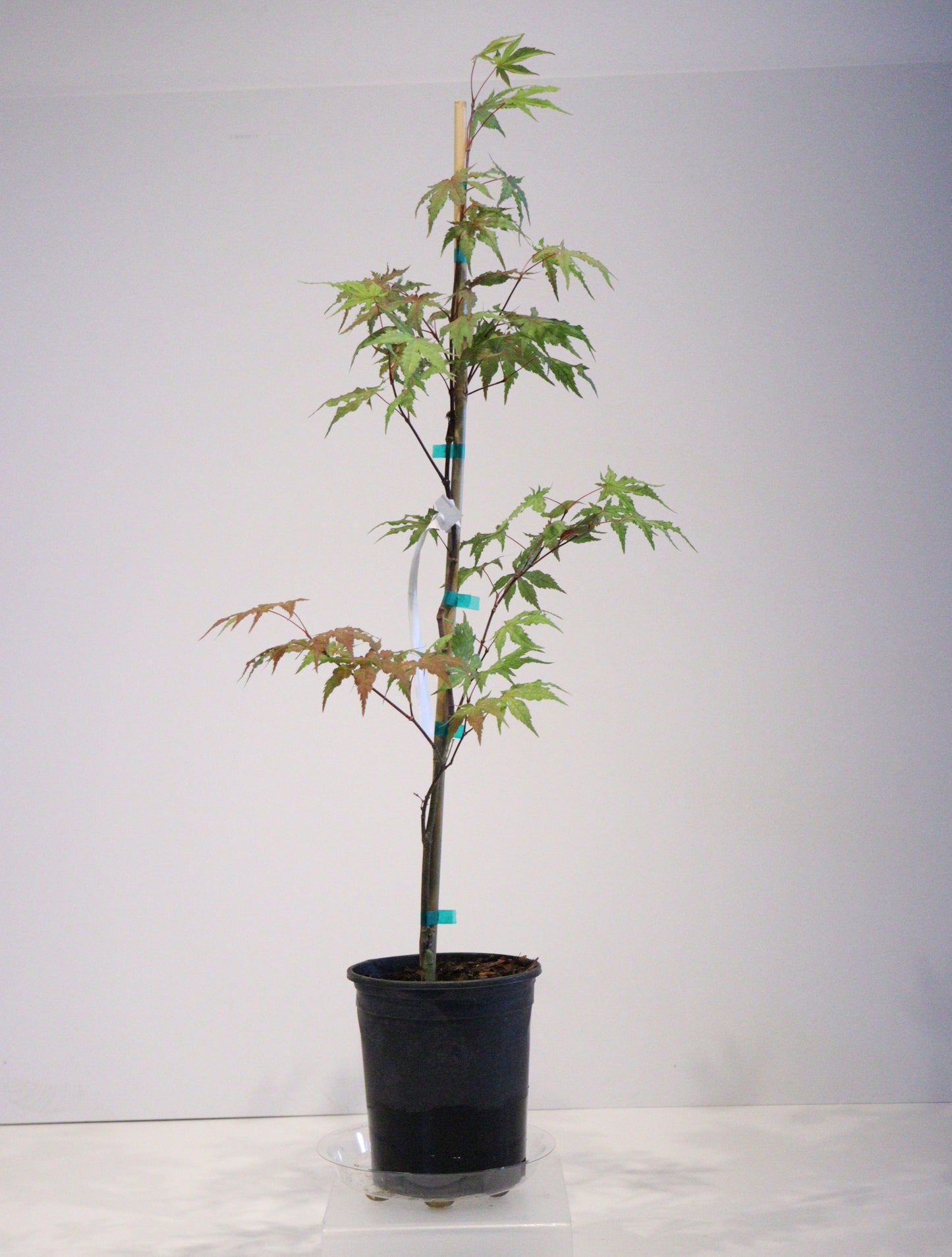 Acer palmatum Taro yama