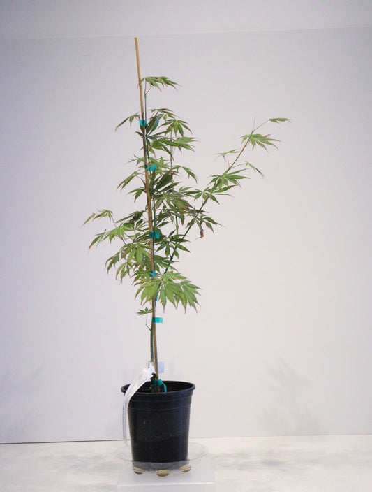 Acer shirasawanum Bronze Age