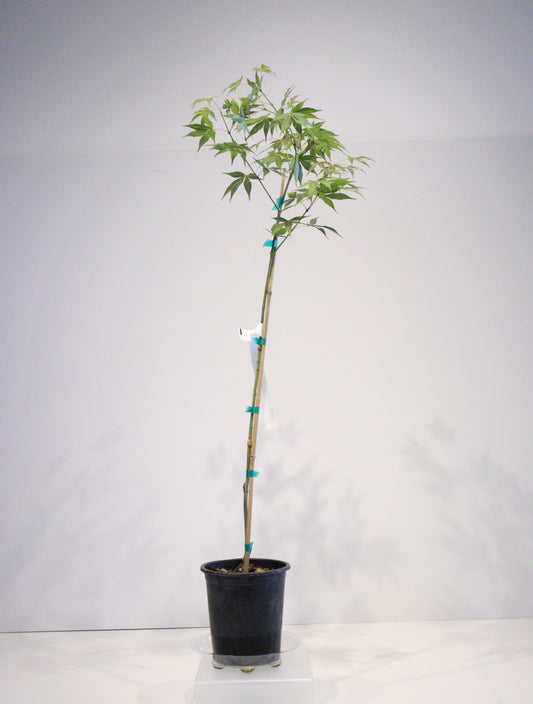 Acer palmatum Oshio beni