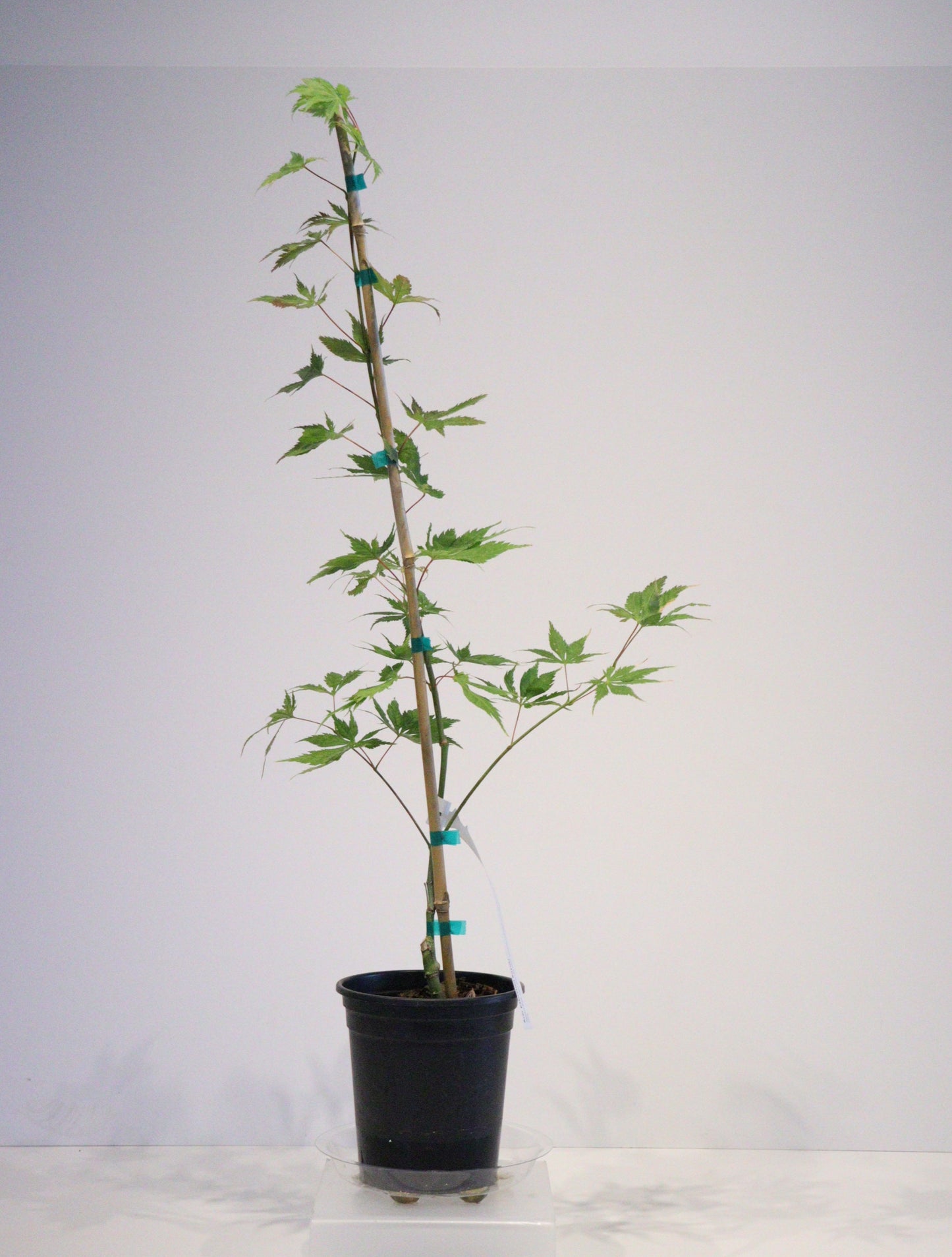 Acer palmatum Koyuki