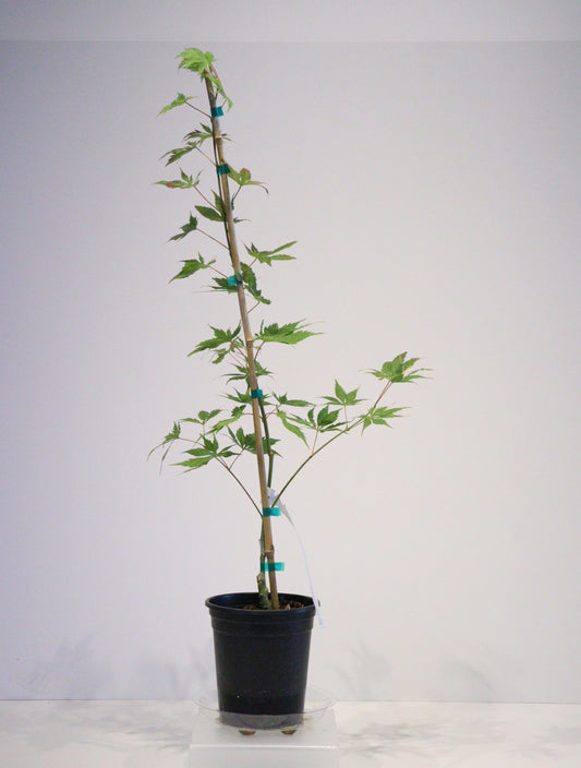 Acer palmatum Koyuki