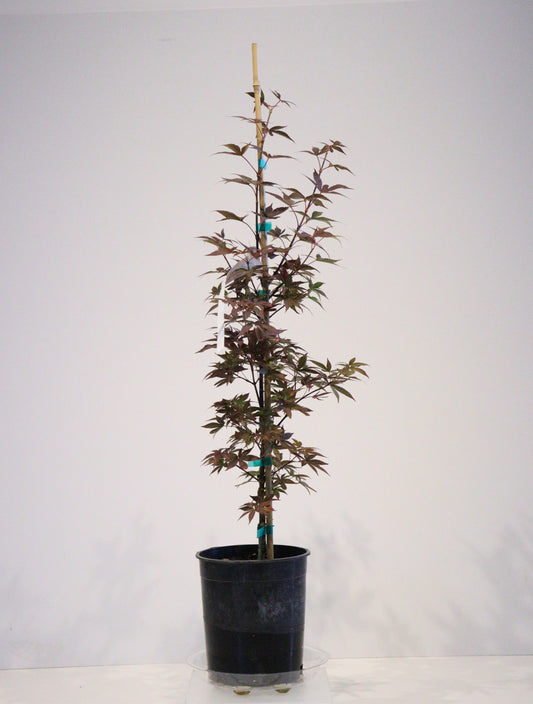 Acer Shirasawanum Twombly's Red Sentinel'